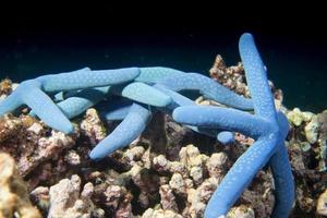 Four blue sea star group on coral in Cebu Philippines photo