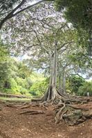 Inside tropical rainforest in Hawaii set of pirates of caribbean photo