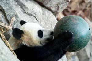 giant panda while playing with a ball looks like bao bao in washington photo