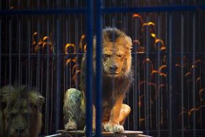 Circus lion portrait in a cage photo