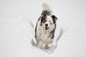 perro de ojos azules en el fondo de la nieve foto