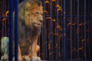 Circus lion portrait in a cage photo