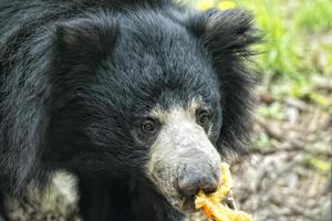 oso asiático negro perezoso foto