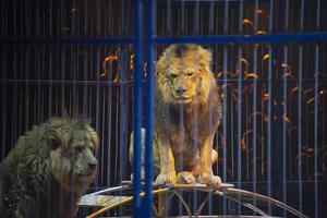 Circus lion portrait in a cage photo