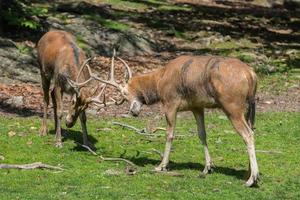 Deer while fighting with horns photo