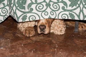 Puppy dog cocker spaniel hiding under the coach photo