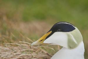 un masculino eider Pato cerca arriba retrato en Islandia foto