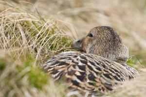 un mujer eider Pato mientras inquietante en Islandia foto