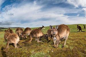 Kangaroo mother father and son portrait photo