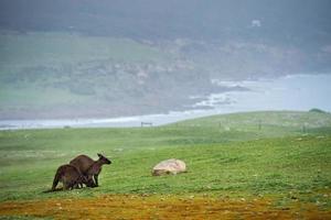 kangaroo portrait close up portrait under heavy rain photo