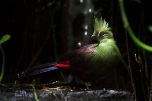 pájaro tropical bajo la lluvia foto