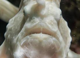 white pink frog fish portrait photo