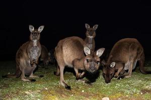 Wild kangaroo portrait at night photo