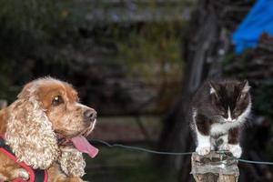 happy puppy dog with cat photo