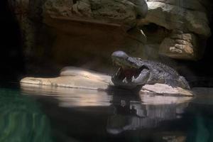 wide open crocodile mouth portrait photo