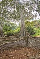 Inside tropical rainforest in Hawaii set of pirates of caribbean photo