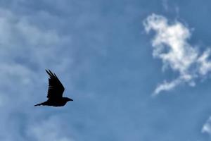 cuervo negro silueta mientras volador foto