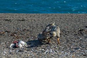 grey fox eating a penguin on the beach photo