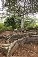 Inside tropical rainforest in Hawaii set of pirates of caribbean photo