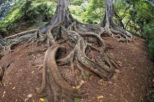 Inside tropical rainforest in Hawaii set of pirates of caribbean photo