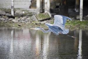 Blue black heron portrait while flying photo