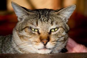 A cat relaxing and looking at you in Philippines photo