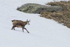 Chamois deer in the snow background photo