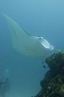 Manta in the deep blue ocean background photo