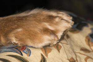 dog paw macro photo