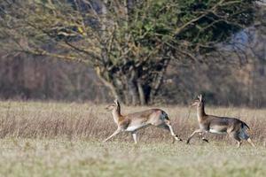 fallow deers while running photo