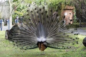 peacock bird wonderful feather open wheel portrait photo