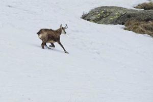 Chamois deer in the snow background photo