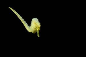 A yellow kuda female sea horse in Philippines photo