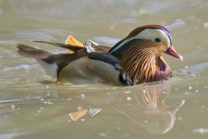 Isolated mandarin duck  on the green water background photo