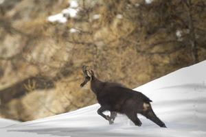 Chamois deer in the snow background photo