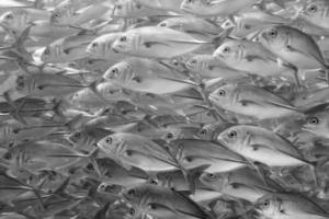 Inside a school of fish underwater in black and white photo