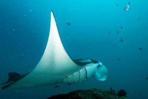 Manta in the deep blue ocean background photo