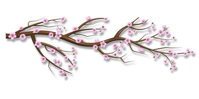 sakura flowers illustration. cherry blossom branch vector