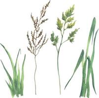 Watercolor vector different kind field grass vector green grass, herb set on white background