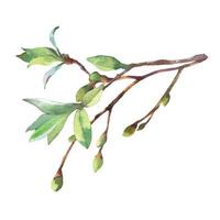 Set of vector Watercolor spring branches with buds and leaves. Painted by hand