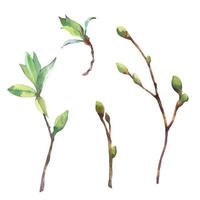 Set of vector Watercolor spring branches with buds and leaves. Painted by hand