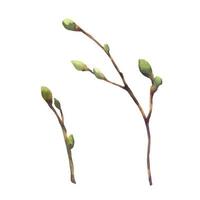 Set of vector Watercolor spring branches with buds and leaves. Painted by hand