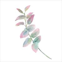 Watercolor Eucalyptusgreen leaf branch for wedding stationary, greetings vector