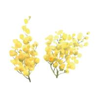 Mimosa yellow spring flowers set, Watercolor vector hand drawn illustration isolated on white background