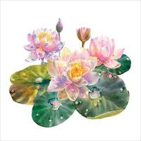 Botanical watercolor vector illustration of white and pink water lilies with dew drops on white background.