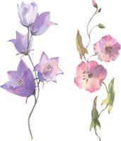 Watercolor vector Field flowers, bluebell flower and bindweed, isolated on white background.