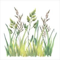 Watercolor vector different kind field grass, herb, isolated on white background.