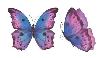 Watercolor vector illustration, set of bright blue with pink colors butterflies.