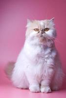 Cat Persian orange and white fur portrait adorable pet isolated sitting on pink background photo