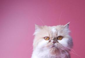 gato persa naranja y blanco piel retrato adorable mascota aislado sentado en rosado antecedentes foto